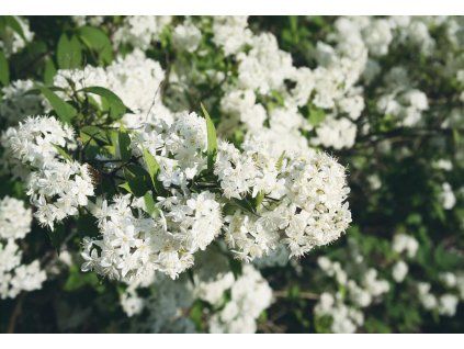 deutzia lemoinei