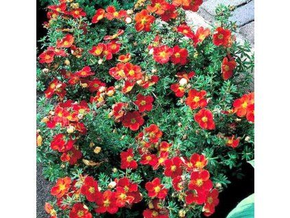 Potentilla1