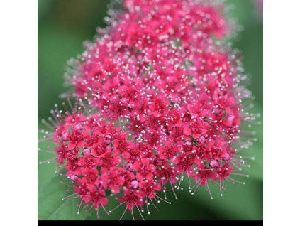 Spiraea1