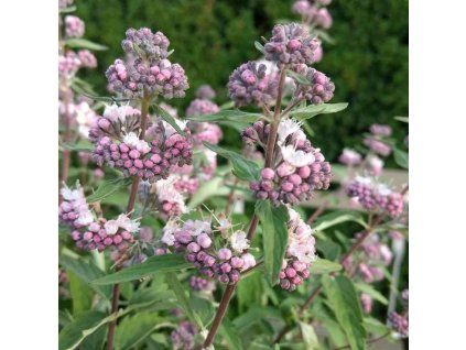 Caryopteris x clandonensis Stephi