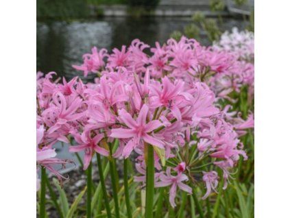 Nerine