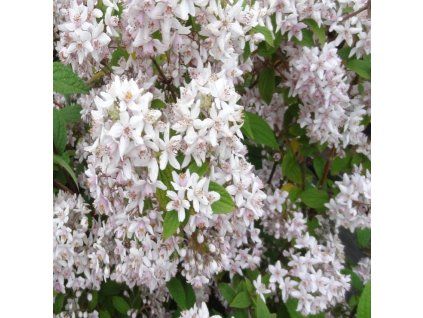 Deutzia hybrida Mont Rose