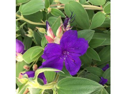 Tibouchina