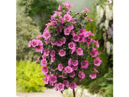 Anisodontea1