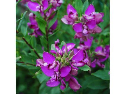 Polygala myrtifolia