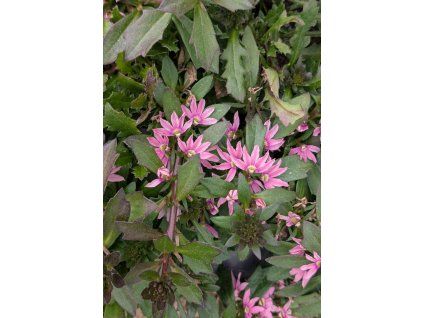 Scaevola1