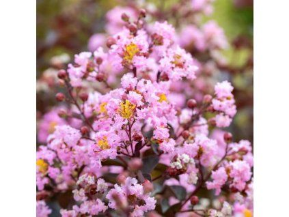 rhapsody in pink
