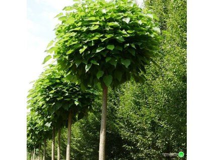 katalpa bignonianman nana