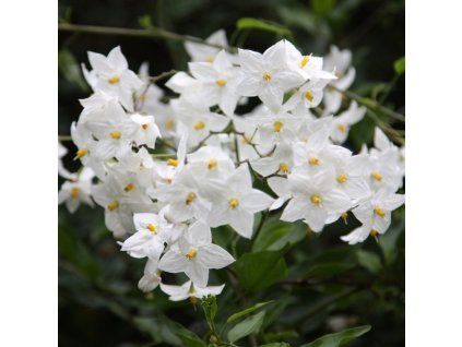 Solanum1