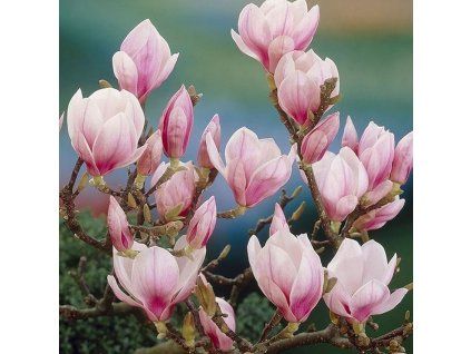 Magnolie1