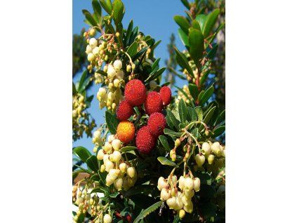 Arbutus1