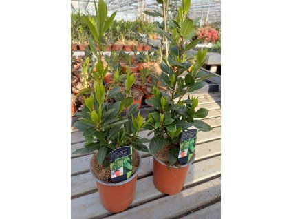 Laurus nobilis