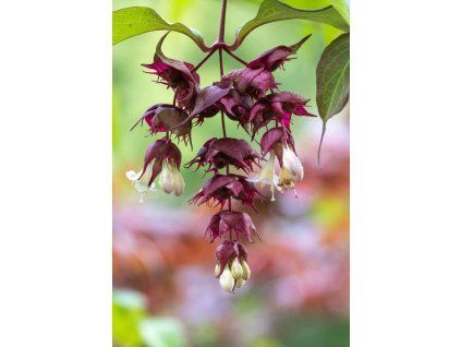 leycesteria