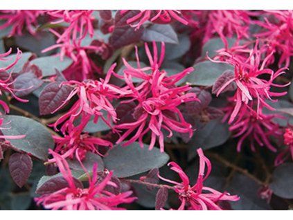 loropetalum