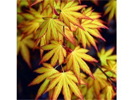 Acer palmatum Katsura