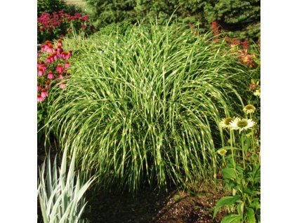 little zebra grass 1