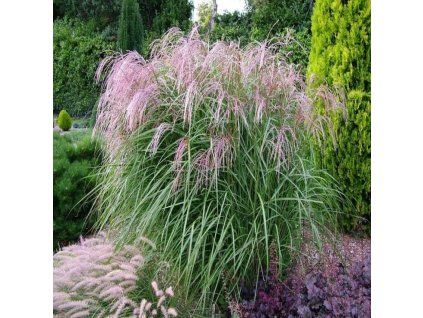 MISCANTHUS SIN. FLAMINGO