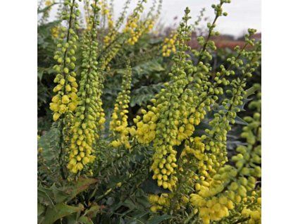 mahonia media winter sun