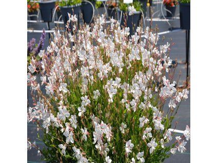 Gaura