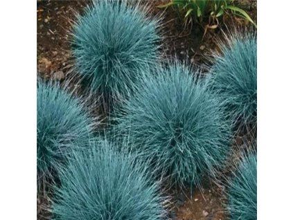 Festuca glauca