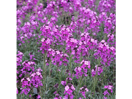erysimum1