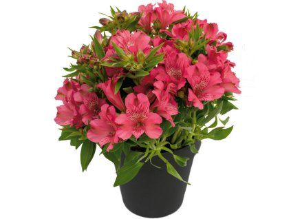 alstroemeria inca candy