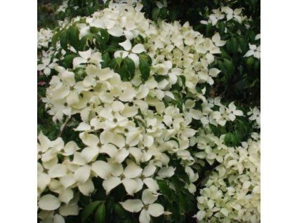 Cornus kousa China Girl