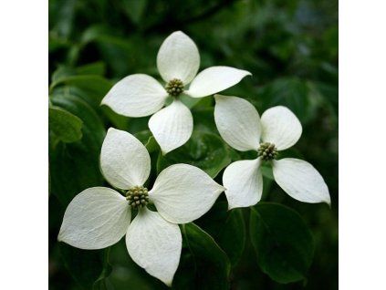 Cornus kousa chinensis