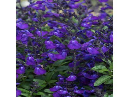 salvia greggii mirage blue