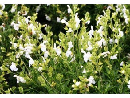 salvia white