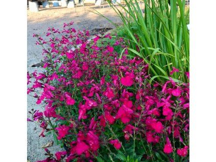 salvia pink