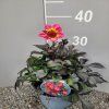 Dahlia1