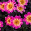 Dahlia