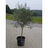 Olivovník evropský Picual Španělsko - obvod kmene 10 cm, výška 150 cm