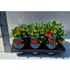 Gaillardia1