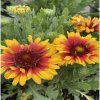 Gaillardia