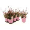 Gaura pink1