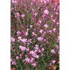 gaura pink