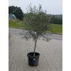 Olivovník evropský Picual Španělsko - obvod kmene 10 cm, výška 150 cm