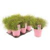 gypsophila1