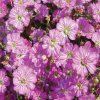 Gypsophila