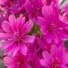 Lewisia