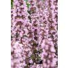 nepeta wild orchid