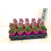 Rhodoxis