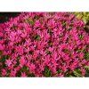 rhodoxis fairy tale