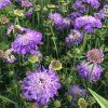 scabiosa
