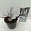 senecio angel1