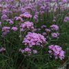 Verbena1
