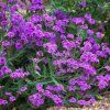 verbena venosa1