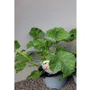 lavatera